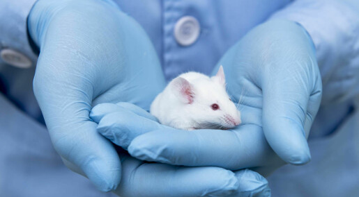 Tarmbakterier endret oppfattelse av smerte hos mus