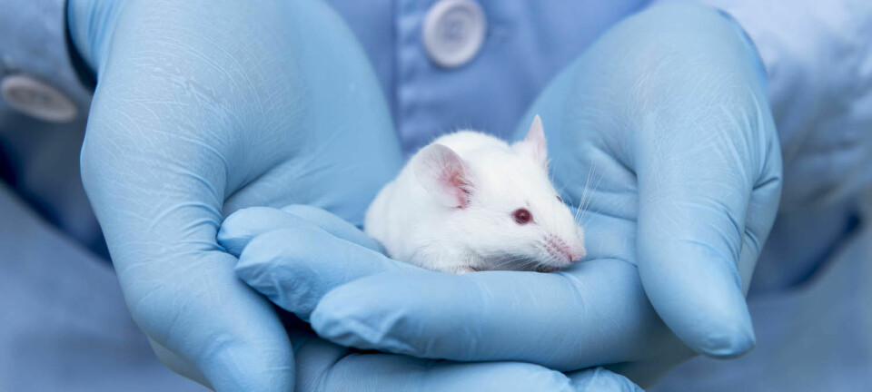 Tarmfloraen kan påvirke smerteoppfattelsen til mus. Men vi vet ennå ikke om det samme gjelder for mennesker.   (Illustrasjonsfoto: unoL / Shutterstock / NTB scanpix)