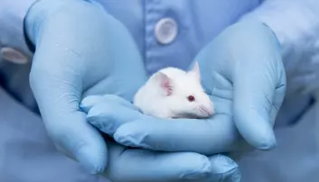 Tarmbakterier endret oppfattelse av smerte hos mus