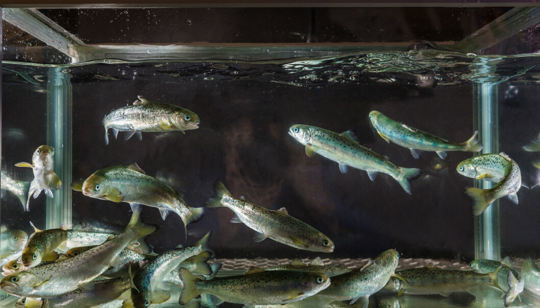 Forskerne ville finne ut om fisk med økt resistens mot IPN eller AGD er mindre effektive smittespredere for disse sykdommene enn fisk som er mer mottagelige. (Foto: Terje Aamodt / Nofima) Forskerne ville finne ut om fisk med økt resistens mot IPN eller AGD er mindre effektive smittespredere for disse sykdommene enn fisk som er mer mottagelige. (Foto: Terje Aamodt / Nofima)