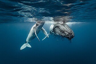 Hva sier hvalunger til moren sin?