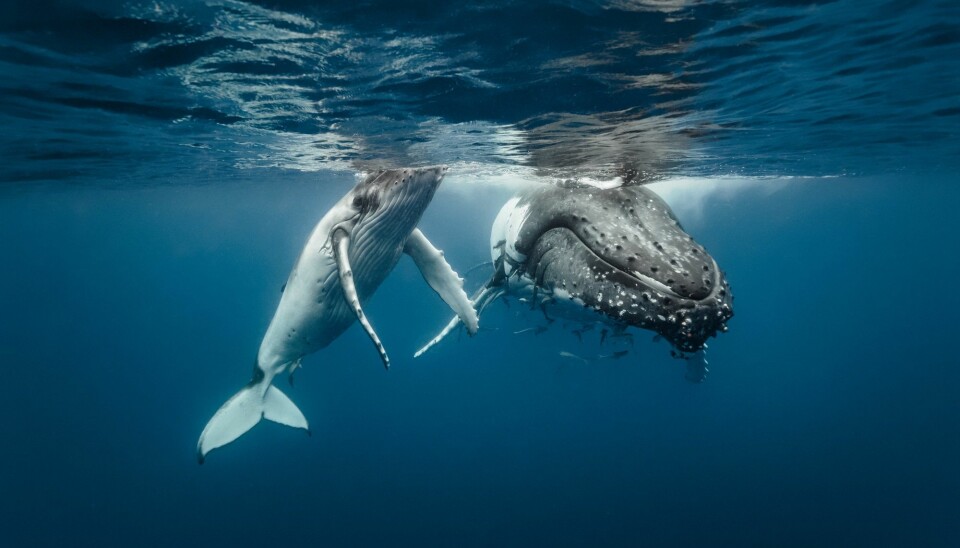En mamma og en unge svømmer sammen. (Foto: Michael Smith ITWP / Shutterstock / NTB scanpix)