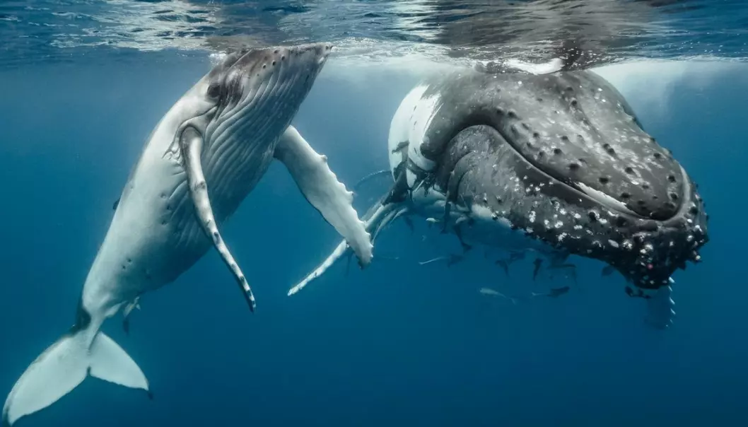Hva sier hvalunger til moren sin?
