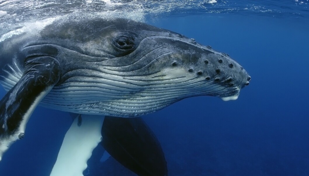 Knølhvaler har vorter. Dette er en ung knølhval. (Foto: Yann hubert / Shutterstock / NTB scanpix) Knølhvaler har vorter. Dette er en ung knølhval. (Foto: Yann hubert / Shutterstock / NTB scanpix)