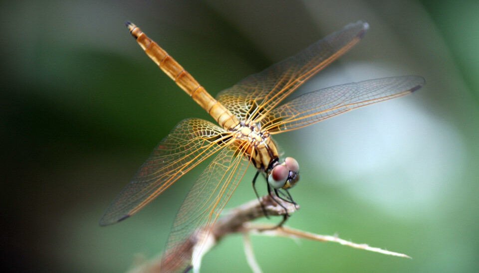 Mesosticta davidattenboroughi blir det fjerde medlemmet i klubben av dyr som er kalt opp etter 91-åringen. En snutebille, en fisk og en svaneøgle bærer allerede Sir David Attenboroughs navn. (Foto: Taylor & Francis)