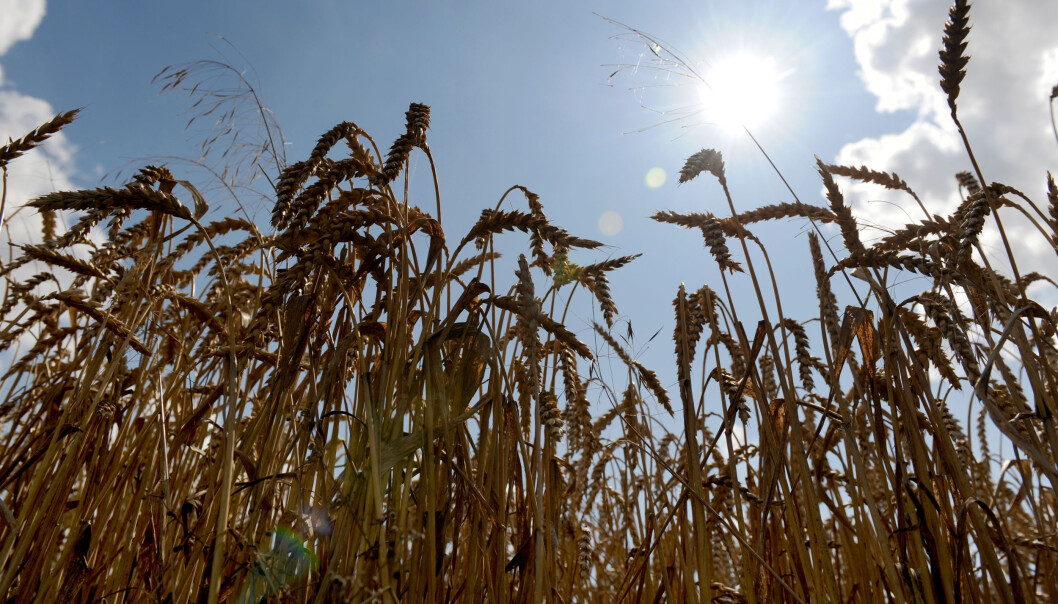 Hveteavlingene vil synke med seks prosent for hver grad temperaturen stiger, ifølge ny rapport. (Foto: Frank May, NTB scanpix) Hveteavlingene vil synke med seks prosent for hver grad temperaturen stiger, ifølge ny rapport. (Foto: Frank May, NTB scanpix)