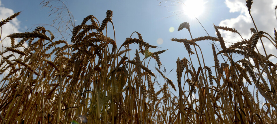 Hveteavlingene vil synke med seks prosent for hver grad temperaturen stiger, ifølge ny rapport. (Foto: Frank May, NTB scanpix)