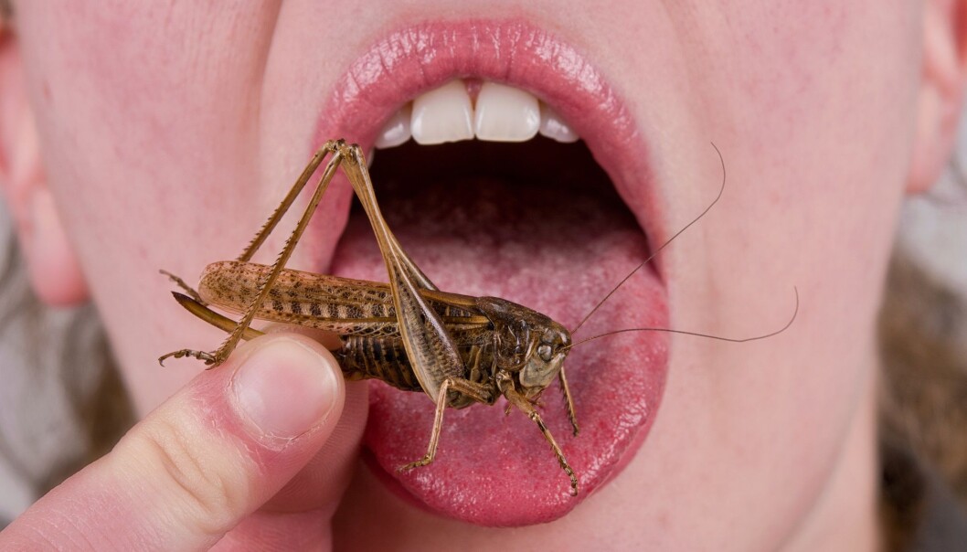 Gresshopper er sunt! (Foto: Shutterstock / NTB scanpix) Gresshopper er sunt! (Foto: Shutterstock / NTB scanpix)