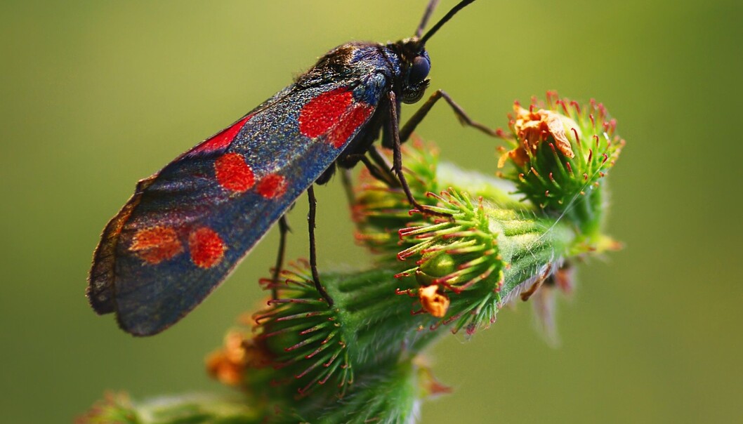 Dette er en bloddråpesvermer. Den er giftig, og vi kan ikke spise den. (Shutterstock / NTB scanpix) Dette er en bloddråpesvermer. Den er giftig, og vi kan ikke spise den. (Shutterstock / NTB scanpix)