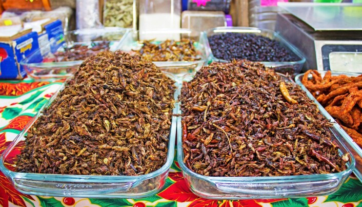 Dette er et marked i Mexico City. Der kan du kjøpe deilige, stekte skorpioner,maur og gresshopper. (Foto: Shutterstock / NTB scanpix) Dette er et marked i Mexico City. Der kan du kjøpe deilige, stekte skorpioner,maur og gresshopper. (Foto: Shutterstock / NTB scanpix)