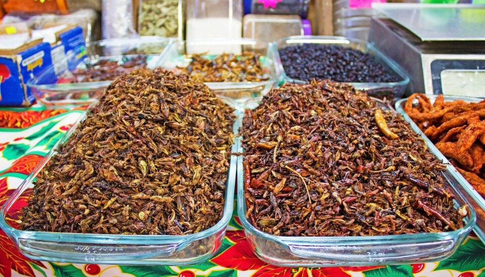 Dette er et marked i Mexico City. Der kan du kjøpe deilige, stekte skorpioner,maur og gresshopper. (Foto: Shutterstock / NTB scanpix)