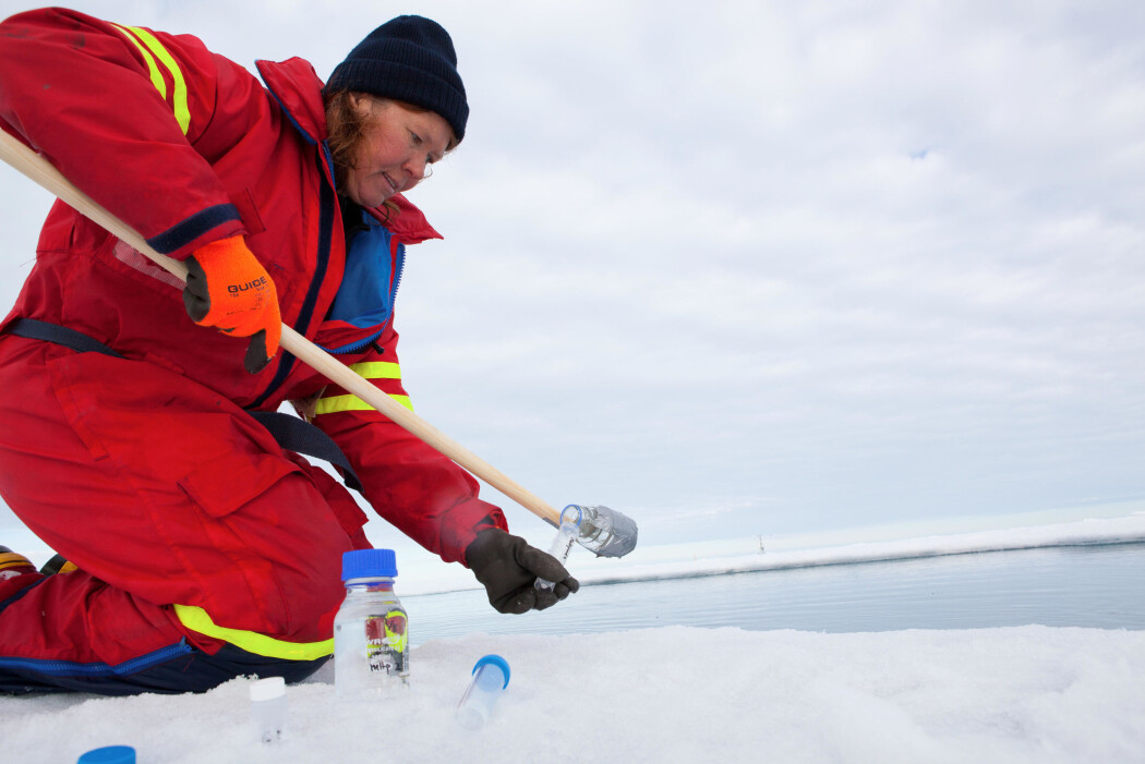 En omfattende utredning viser hvordan livet i havet påvirkes når vannet blir både surere og varmere. (Foto: Tor Ivan Karlsen / Norsk Polarinstitutt) En omfattende utredning viser hvordan livet i havet påvirkes når vannet blir både surere og varmere. (Foto: Tor Ivan Karlsen / Norsk Polarinstitutt)