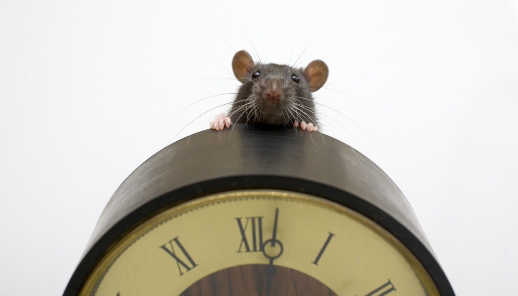 (Illustrasjonsfoto: Maslov Dmitry / Shutterstock / NTB scanpix) (Illustrasjonsfoto: Maslov Dmitry / Shutterstock / NTB scanpix)