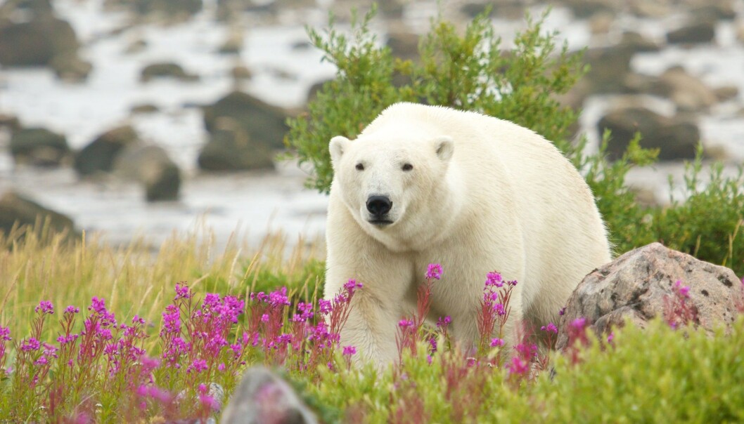 En isbjørn i bukta Hudsonbukta i Canada. Det er mye annet å spise her enn sel, mener forskere. Men vil isbjørnen forandre på matvanene? (Foto: chbaum / Shutterstock / NTB scanpix En isbjørn i bukta Hudsonbukta i Canada. Det er mye annet å spise her enn sel, mener forskere. Men vil isbjørnen forandre på matvanene? (Foto: chbaum / Shutterstock / NTB scanpix