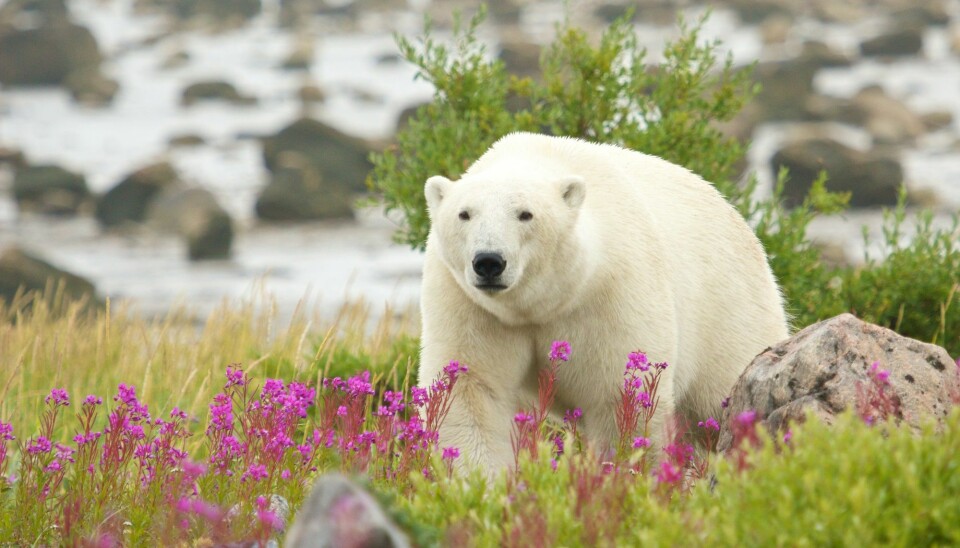 En isbjørn i bukta Hudsonbukta i Canada. Det er mye annet å spise her enn sel, mener forskere. Men vil isbjørnen forandre på matvanene? (Foto: chbaum / Shutterstock / NTB scanpix