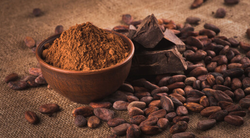 Sterke beviser for at kakao ble dyrket for nesten 5500 år siden