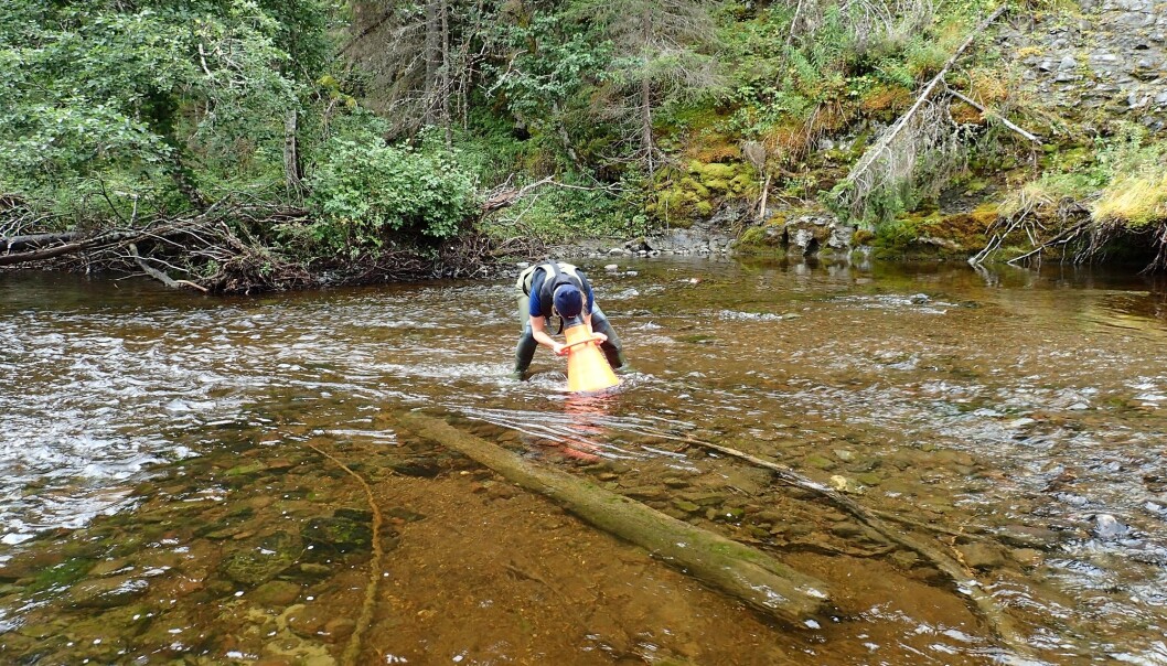 Då forskarar skulle kartleggje vasskvaliteten i «reint og urørt» norsk vant, fann dei nesten ingen elver som hadde god økologisk kvalitet. (Foto: NIVA) Då forskarar skulle kartleggje vasskvaliteten i «reint og urørt» norsk vant, fann dei nesten ingen elver som hadde god økologisk kvalitet. (Foto: NIVA)