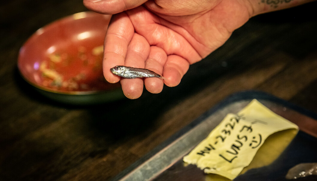 Mesterkokken Christopher Haatuft prøvde å lage restaurantmat av mesopelagisk fisk på Lysverket i Bergen i haust. No har jobben starta med å kartlegge dei mesopelagiske artane for framandstoff. (Foto: Erlend A. Lorentzen / Havforskningsinstituttet) Mesterkokken Christopher Haatuft prøvde å lage restaurantmat av mesopelagisk fisk på Lysverket i Bergen i haust. No har jobben starta med å kartlegge dei mesopelagiske artane for framandstoff. (Foto: Erlend A. Lorentzen / Havforskningsinstituttet)