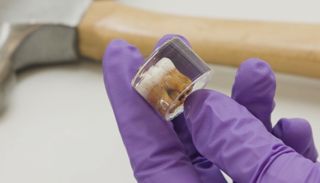 En av neandertalertennene som ble brukt i forsøket. (Bilde: Skjermdump/Griffith university) En av neandertalertennene som ble brukt i forsøket. (Bilde: Skjermdump/Griffith university)