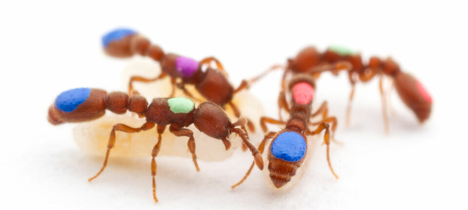 Mutant-maurene av arten Ooceraea biroi fikk hver sin farge, slik at forskerne skulle kunne spore hvordan de klarte seg i kolonien. (Foto: Daniel Kronauer / The Rockefeller University)