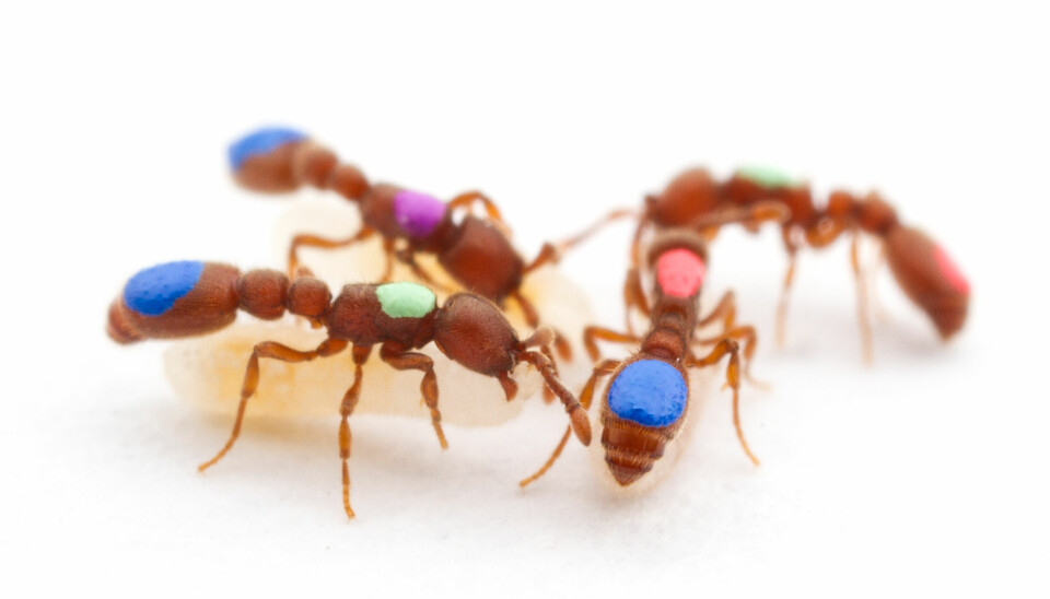 Mutant-maurene av arten Ooceraea biroi fikk hver sin farge, slik at forskerne skulle kunne spore hvordan de klarte seg i kolonien. (Foto: Daniel Kronauer / The Rockefeller University)