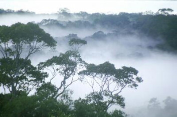 Morgendis i Regnskogen, Amazonas. (Foto: William Laurance) Morgendis i Regnskogen, Amazonas. (Foto: William Laurance)