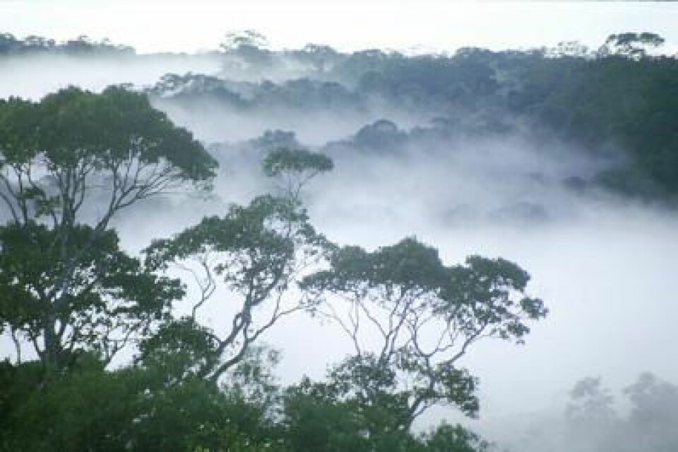 Morgendis i Regnskogen, Amazonas. (Foto: William Laurance)