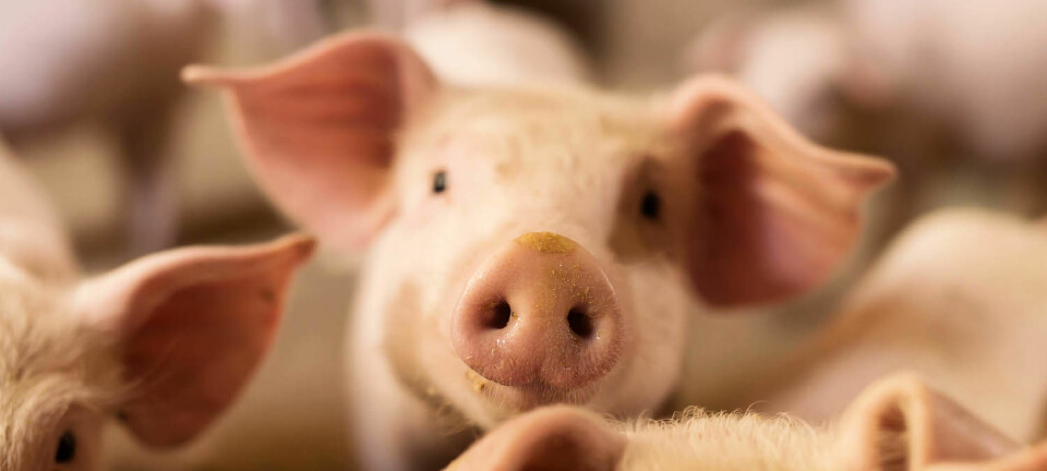 Vil det bli mulig å bruke organer fra griser til transplantasjoner for mennesker? Etter at forskere har klart å ødelegge virus-DNA i grisene, er muligheten et skritt nærmere.  (Illustrasjonsfoto: Dusan Petkovic / Shutterstock / NTB scanpix)