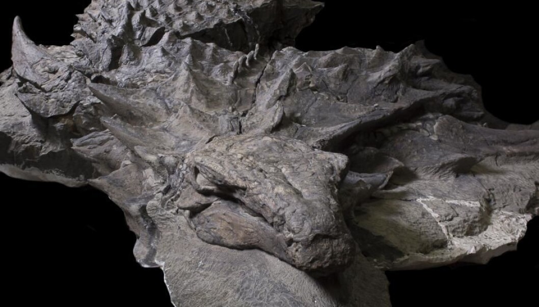 Den danske forskeren Jakob Vinther har vært med på å undersøke det som betegnes som en av de best bevarte dinosaurer forskere har funnet på mange tiår. (Foto: Royal Tyrrell Museum of Palaeontology) Den danske forskeren Jakob Vinther har vært med på å undersøke det som betegnes som en av de best bevarte dinosaurer forskere har funnet på mange tiår. (Foto: Royal Tyrrell Museum of Palaeontology)