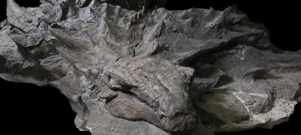 Den danske forskeren Jakob Vinther har vært med på å undersøke det som betegnes som en av de best bevarte dinosaurer forskere har funnet på mange tiår. (Foto: Royal Tyrrell Museum of Palaeontology)