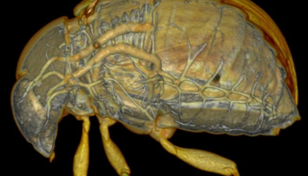 Ny teknikk gjør at forskere kan titte inn i levende insekter