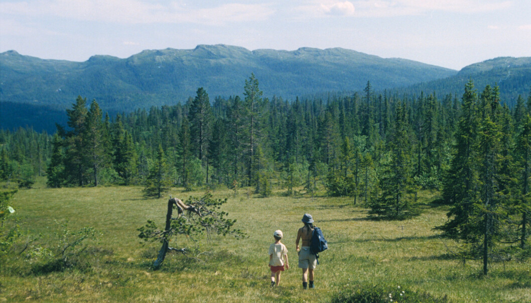 Det er stor forskjell på skogene i Norge. Noen har trær som er like store, mens andre inneholder både lave og høye. Dette påvirker planter og dyr i skogen. (Foto: John Yngvar Larsson) Det er stor forskjell på skogene i Norge. Noen har trær som er like store, mens andre inneholder både lave og høye. Dette påvirker planter og dyr i skogen. (Foto: John Yngvar Larsson)