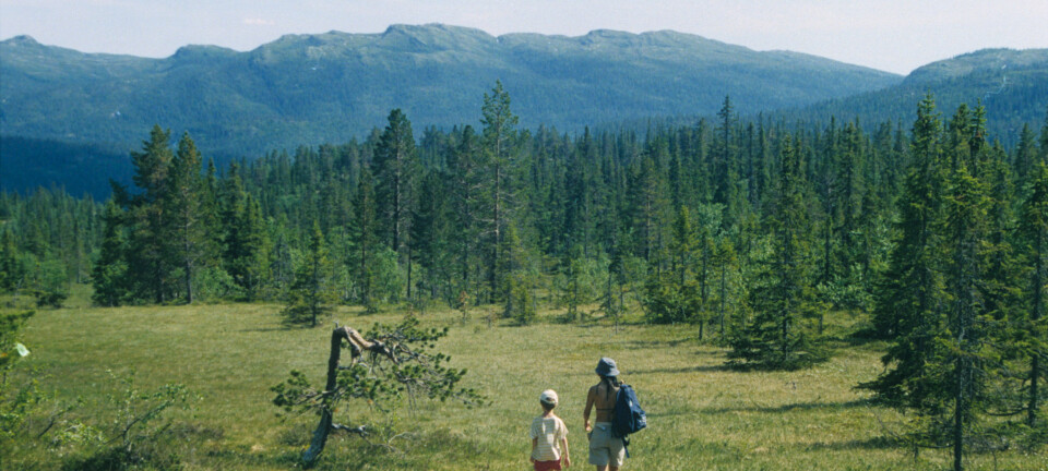 Det er stor forskjell på skogene i Norge. Noen har trær som er like store, mens andre inneholder både lave og høye. Dette påvirker planter og dyr i skogen.  (Foto: John Yngvar Larsson)