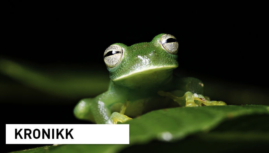 Den utrydningstruede glassfrosken er bare en av mange hundre tusen arter som lever i regnskogen i Amazonas. Arbeidet med å kartlegge arvestoffet til disse, og resten av verdens arter, er ekstremt ressurskrevende. (Foto: Dirk Ercken / Shutterstock / NTB scanpix) Den utrydningstruede glassfrosken er bare en av mange hundre tusen arter som lever i regnskogen i Amazonas. Arbeidet med å kartlegge arvestoffet til disse, og resten av verdens arter, er ekstremt ressurskrevende. (Foto: Dirk Ercken / Shutterstock / NTB scanpix)