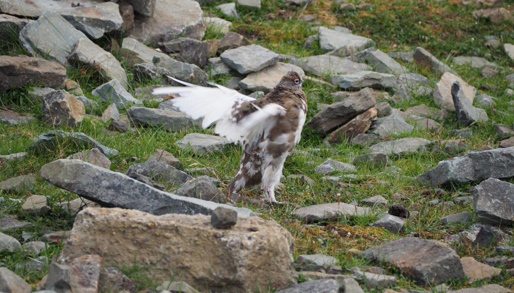 Det nye rypeprosjektet foregår i nærområdet rundt Longyearbyen. Feltarbeidet startet opp i slutten av juli og varer frem til sist i august. (Foto: Eva Fuglei / Norsk Polarinstitutt) Det nye rypeprosjektet foregår i nærområdet rundt Longyearbyen. Feltarbeidet startet opp i slutten av juli og varer frem til sist i august. (Foto: Eva Fuglei / Norsk Polarinstitutt)