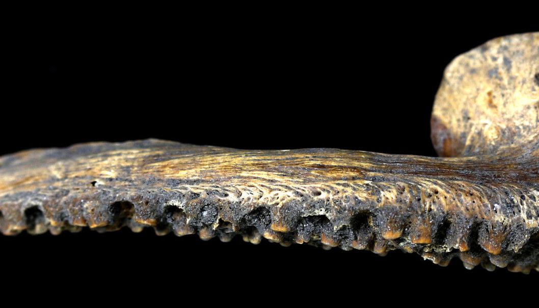 Denne torskekjeven fra Vikingtiden viser at fisken mest sannsynlig ble fraktet helt fra Nord-Norge til Hedeby i Tyskland. (Foto: Bastiaan Star) Denne torskekjeven fra Vikingtiden viser at fisken mest sannsynlig ble fraktet helt fra Nord-Norge til Hedeby i Tyskland. (Foto: Bastiaan Star)