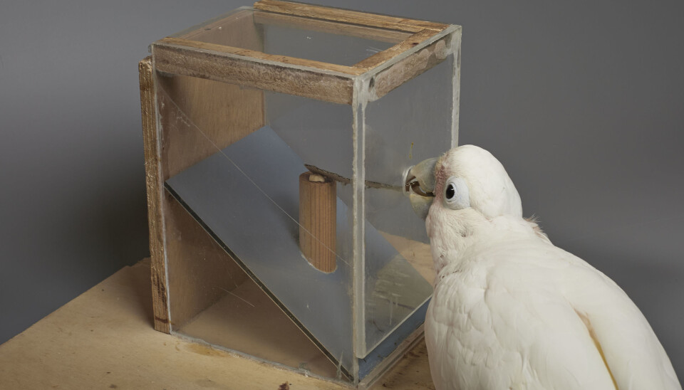 Tanimbarkakaduen bruker pappstripa til å få mat. (Foto: Goffin Lab, University of Veterinary Medicine, Wien)