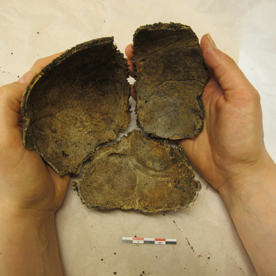 Disse fragmentene av en hodeskalle er tilfeldig fremkommet på Skytra i Stange. (Foto: Kjetil Skare / Hedmark fylkeskommune)