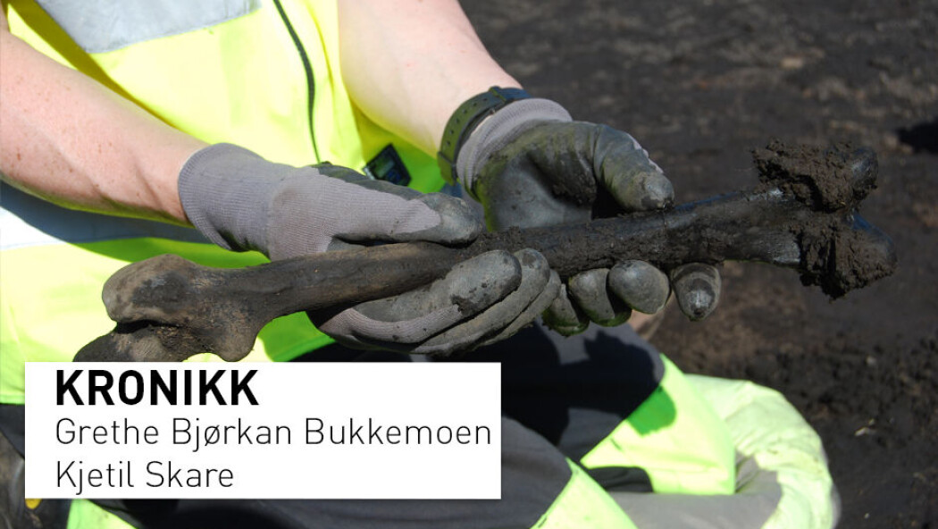Dette lårbeinet ble funnet under utgravinger i våtmarksområdet Starene i Hedmark. Undersøkelsene i etterkant ga helt ny kunnskap om rituelle nedleggelser og hva vi kan forvente å finne i slike myrområder. (Foto: Grethe Bjørkan Bukkemoen / Kulturhistorisk museum) Dette lårbeinet ble funnet under utgravinger i våtmarksområdet Starene i Hedmark. Undersøkelsene i etterkant ga helt ny kunnskap om rituelle nedleggelser og hva vi kan forvente å finne i slike myrområder. (Foto: Grethe Bjørkan Bukkemoen / Kulturhistorisk museum)