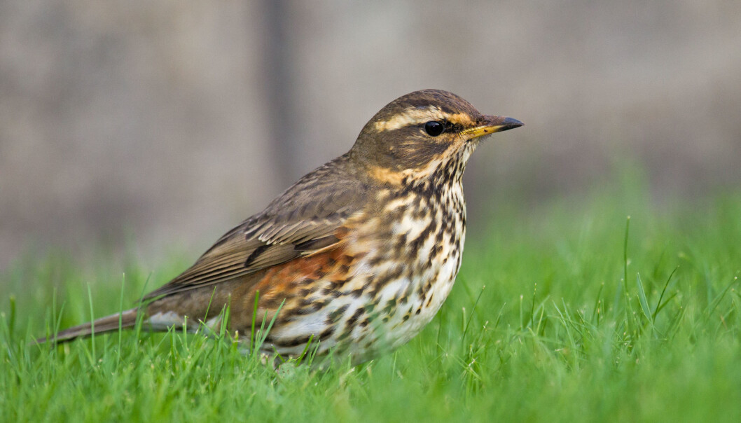 Rødvingetrosten - som er funnet i Oppdal - er i dag vanlig over hele landet. Det latinske navnet er Turdus iliacus. (Foto: Andreas Trepte, www.photo-natur.net / CC BY-SA 2.5) Rødvingetrosten - som er funnet i Oppdal - er i dag vanlig over hele landet. Det latinske navnet er Turdus iliacus. (Foto: Andreas Trepte, www.photo-natur.net / CC BY-SA 2.5)