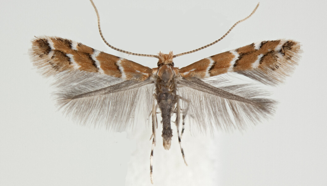 Denne sommerfuglen er ganske ny i Norge, og kommer helt fra Balkan. Hestekastanjemøllen ble observert i Oslo første gang i 2013. (Foto: Leif Aarvik, Naturhistorisk museum, UiO) Denne sommerfuglen er ganske ny i Norge, og kommer helt fra Balkan. Hestekastanjemøllen ble observert i Oslo første gang i 2013. (Foto: Leif Aarvik, Naturhistorisk museum, UiO)