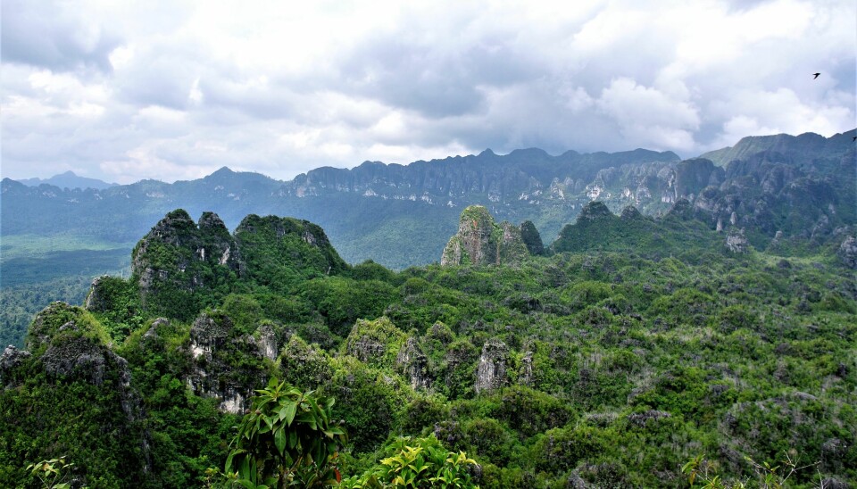 I disse kalksteinsformasjonene på Borneo finnes det huler. (Bilde: Pindi Setiawan)