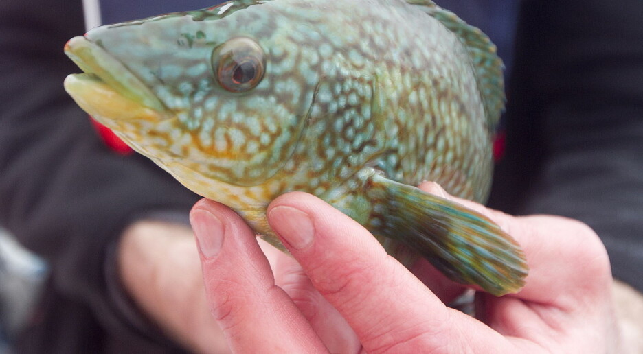 Spør en forsker: Hvorfor er leppefisken så populær?