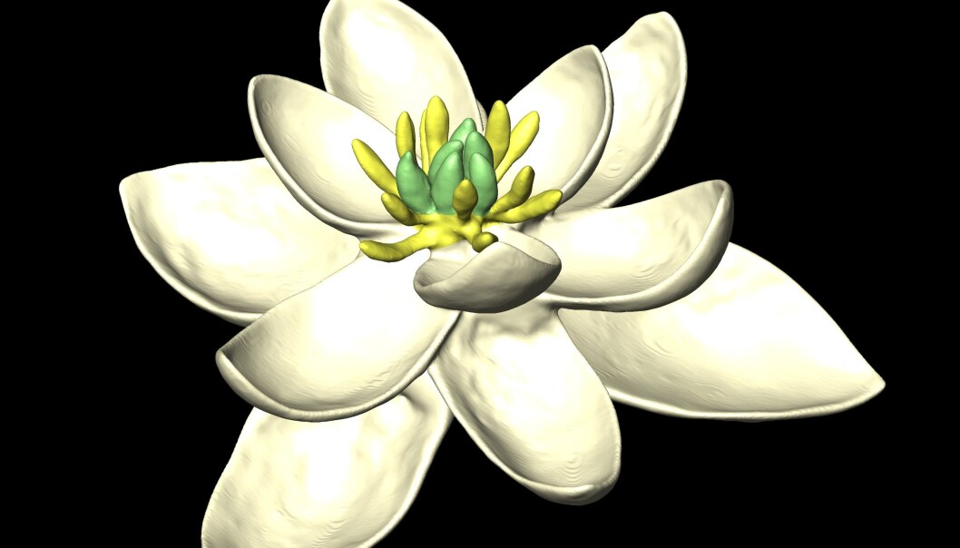 Den aller første blomstertypen på jorda hadde trolig tre sett blader og var tvekjønnet. Det gule i midten av blomsten er støvbærerne, hankjønn, mens det grønne er fruktemnene, altså hunkjønnet. Farge og utseende på blomsten er slik forskerne forestiller seg at den kan ha sett ut. (Illustrasjon: Hervé Sauquet og Jürg Schönenberger) Den aller første blomstertypen på jorda hadde trolig tre sett blader og var tvekjønnet. Det gule i midten av blomsten er støvbærerne, hankjønn, mens det grønne er fruktemnene, altså hunkjønnet. Farge og utseende på blomsten er slik forskerne forestiller seg at den kan ha sett ut. (Illustrasjon: Hervé Sauquet og Jürg Schönenberger)