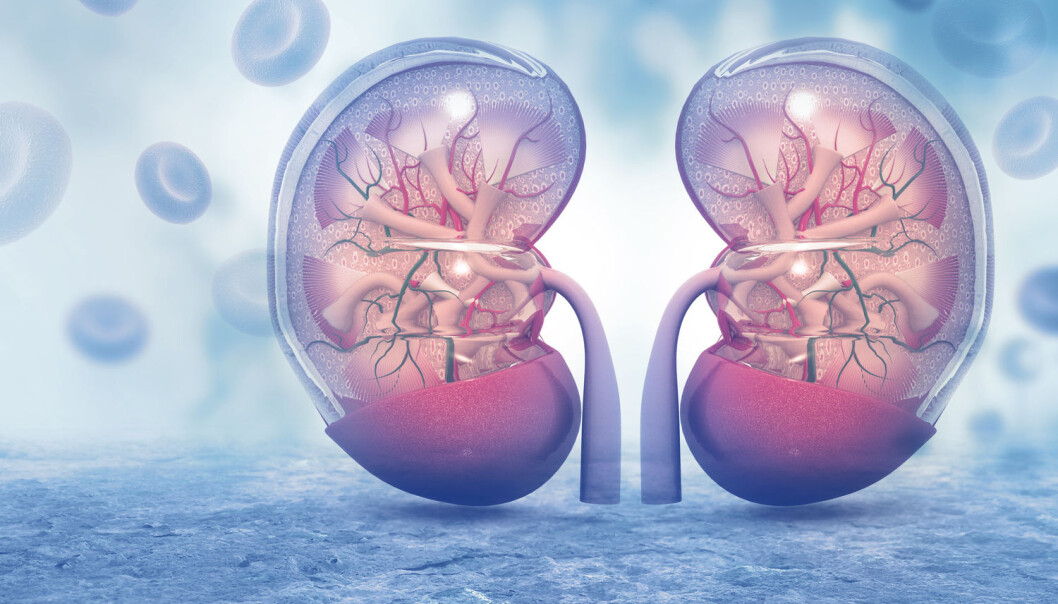 Det er utført 21 flere nyretransplantasjoner fra levende eller død giver i første halvår 2017 sammenlignet med samme tid i fjor. (Foto: Shutterstock / Scanpix) Det er utført 21 flere nyretransplantasjoner fra levende eller død giver i første halvår 2017 sammenlignet med samme tid i fjor. (Foto: Shutterstock / Scanpix)