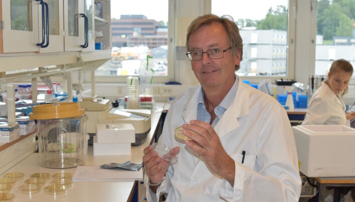 Askild Holck er seniorforsker ved Nofima. (Foto: Siri Elise Dybdal) Askild Holck er seniorforsker ved Nofima. (Foto: Siri Elise Dybdal)
