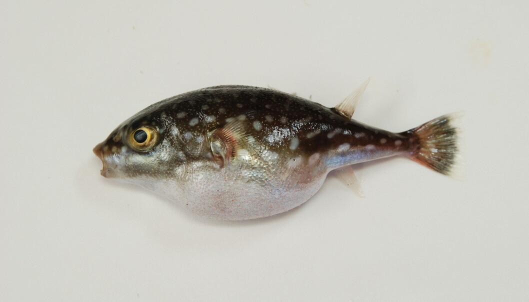 Denne fisken, Chelonodontops alvheimi, er oppkalt etter den norske teknikeren Oddgeir Alvheim. (Foto: Oddgeir Alvheim) Denne fisken, Chelonodontops alvheimi, er oppkalt etter den norske teknikeren Oddgeir Alvheim. (Foto: Oddgeir Alvheim)
