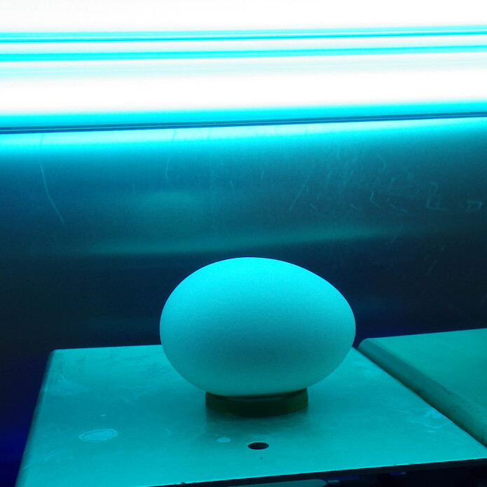 Bakteriene finnes også på egg. Men de kan fjernes ved hjelp av UV-lys. (Foto: Nofima) Bakteriene finnes også på egg. Men de kan fjernes ved hjelp av UV-lys. (Foto: Nofima)