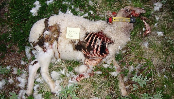 Hvordan kan bønder best beskytte sauene mot rovdyr? (Foto: Inger Hansen) Hvordan kan bønder best beskytte sauene mot rovdyr? (Foto: Inger Hansen)