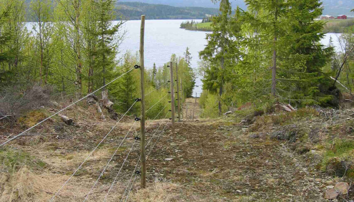 Strømgjerder kan beskytte sauen mot rovdyr. Gjerdene kan også tilpasses etter ulike rovdyr. (Foto: Inger Hansen) Strømgjerder kan beskytte sauen mot rovdyr. Gjerdene kan også tilpasses etter ulike rovdyr. (Foto: Inger Hansen)